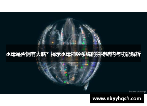 水母是否拥有大脑？揭示水母神经系统的独特结构与功能解析
